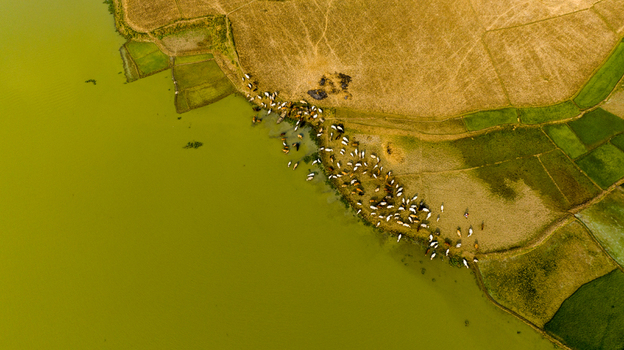 Aerial view of a herd of cattle grazing along the grassy riverbank next to agricultural fields in Chapai Nawabganj Rajshahi Division Bangladesh.