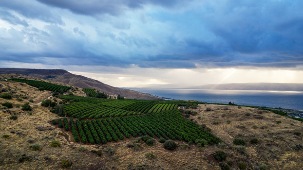 Aerial view of lush green agricultural orchards nestled on the rolling hills overlooking the Sea of Galilee under a dramatic cloudy sky in Golan Heights Israel. Aerial view of lush green agricultural orchards nestled on the rolling hills overlooking the Sea of Galilee under a dramatic cloudy sky in Golan Heights Israel.