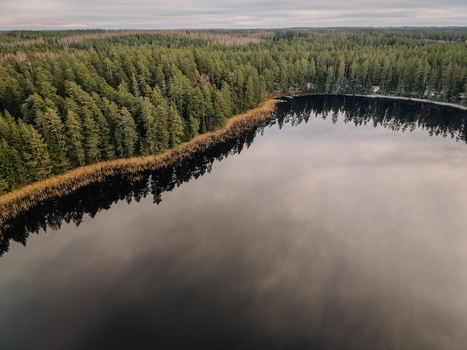Aerial view of a pristine forest lake with calm dark water reflecting the sky surrounded by a dense evergreen pine forest in the Nordic wilderness Smiltene Smiltene Municipality Latvia.