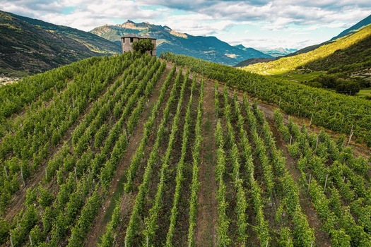 Aerial view of lush green vineyards on a rolling hill with a historic stone building overlooking the alpine valley and mountain peaks in Aymavilles Aosta Valley Italy. Aerial view of lush green vineyards on a rolling hill with a historic stone building overlooking the alpine valley and mountain peaks in Aymavilles Aosta Valley Italy.