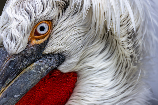 View of a Dalmatian pelican showing its detailed eye white plumage and vibrant red pouch in Mulhouse Grand Est France.