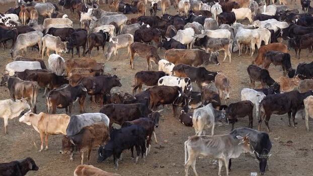 View of a large herd of cattle in a field Nepal.