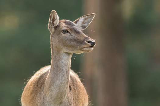 View of a fallow deer standing in a forest with soft natural light in Debrzno Pomeranian Voivodeship Poland. View of a fallow deer standing in a forest with soft natural light in Debrzno Pomeranian Voivodeship Poland.