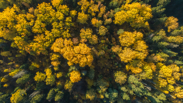 Aerial view of a dense forest with vibrant yellow and orange autumn foliage showcasing the seasonal change in the landscape of Latvia. Aerial view of a dense forest with vibrant yellow and orange autumn foliage showcasing the seasonal change in the landscape of Latvia.