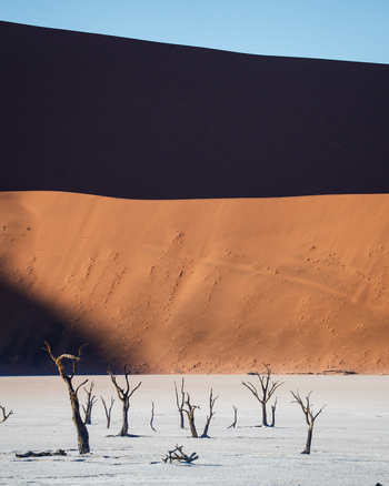 View of stark dead trees rise from the cracked white earth against the backdrop of towering sun soaked dunes in Namibia Windhoek Namibia. View of stark dead trees rise from the cracked white earth against the backdrop of towering sun soaked dunes in Namibia Windhoek Namibia.