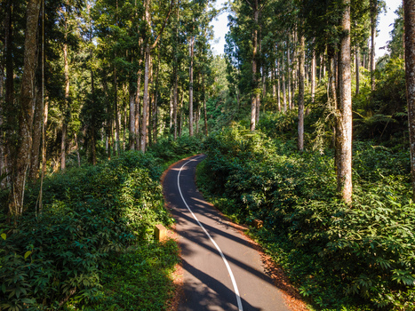 Aerial view of a winding asphalt road cutting through a dense tropical forest with tall trees and lush green foliage Baturaden Central Java Indonesia.