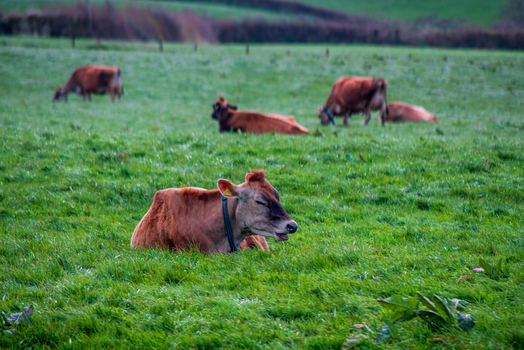 View of brown cows resting and grazing in a lush green pasture in the rural countryside of Looe Cornwall United Kingdom. View of brown cows resting and grazing in a lush green pasture in the rural countryside of Looe Cornwall United Kingdom.