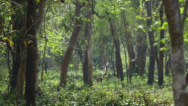 View of dense green forest with sunlight through trees Nepal.
