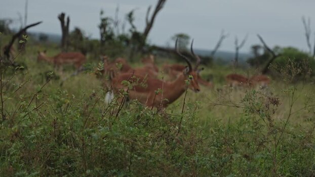 View of a herd of impalas in Kruger National Park South Africa.