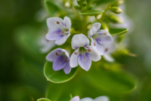 View of delicate purple and white speedwell flowers in bloom with green leaves in Looe Cornwall United Kingdom. View of delicate purple and white speedwell flowers in bloom with green leaves in Looe Cornwall United Kingdom.