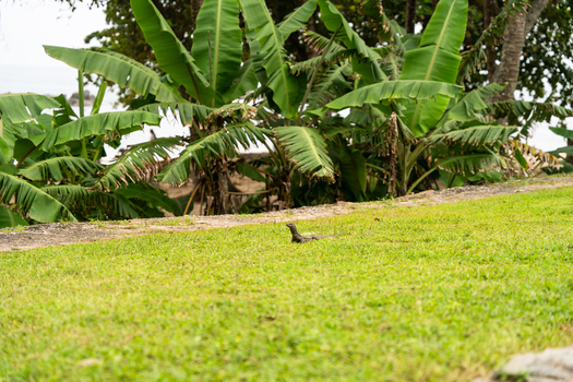 View of a monitor lizard crawling across a lush green lawn with large tropical banana leaves in the background Galle Southern Province Sri Lanka.