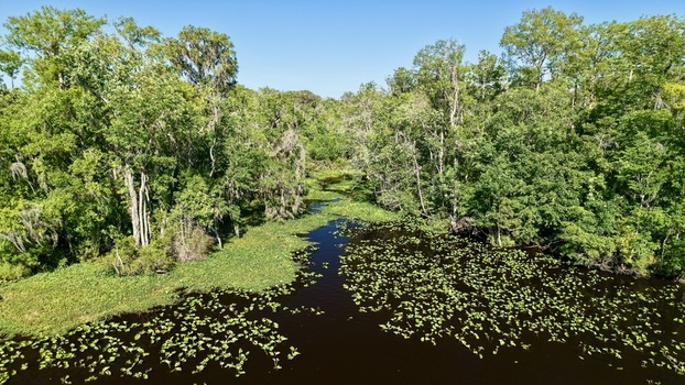 Aerial view of Sixmile Creek with lily pads floating on the water surface surrounded by dense green forest in St. Johns County Florida United States.