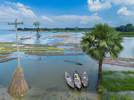 Aerial view of Patul featuring wooden boats moored near a palm tree amidst flooded agricultural fields and submerged structures in Natore District Rajshahi Division Bangladesh.