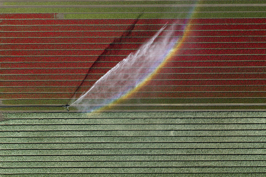 Aerial view of vibrant red and green tulip fields being irrigated with a sprinkler creating a colorful rainbow in the mist in the Netherlands. Aerial view of vibrant red and green tulip fields being irrigated with a sprinkler creating a colorful rainbow in the mist in the Netherlands.