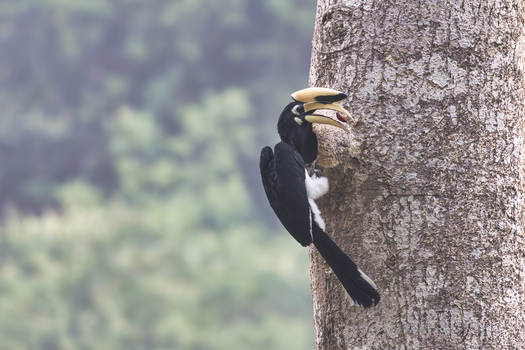 View of an Oriental Pied Hornbill perched on a tree trunk with a lush green forest background in Dehong Dai and Jingpo Autonomous Prefecture Yunnan China. View of an Oriental Pied Hornbill perched on a tree trunk with a lush green forest background in Dehong Dai and Jingpo Autonomous Prefecture Yunnan China.