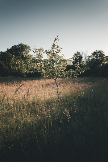 Laane County Estonia 24 June 2022 View of a lone tree in a field of tall grass on Vormsi island illuminated by golden hour light with a forest in the background. Laane County Estonia 24 June 2022 View of a lone tree in a field of tall grass on Vormsi island illuminated by golden hour light with a forest in the background.