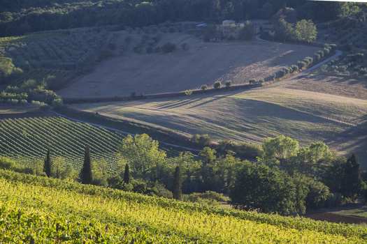 View of rolling hills bathed in the warm glow of the setting sun casting long shadows across the vineyards and fields San Gimignano Tuscany Italy. View of rolling hills bathed in the warm glow of the setting sun casting long shadows across the vineyards and fields San Gimignano Tuscany Italy.