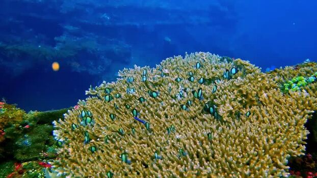 View of coral reef with small fish in Bali Indonesia.