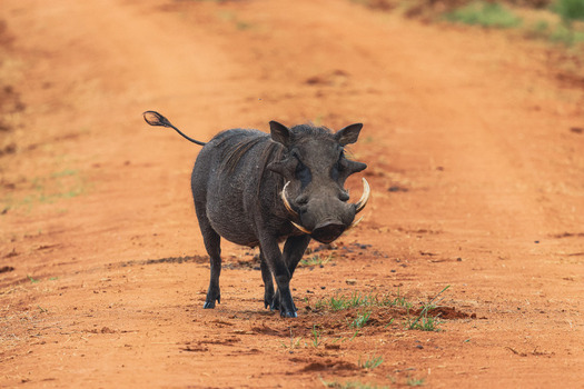 View of a common warthog with large tusks walking along a red dirt track in the savanna at Welgevonden Game Reserve Waterberg District Municipality Limpopo South Africa. View of a common warthog with large tusks walking along a red dirt track in the savanna at Welgevonden Game Reserve Waterberg District Municipality Limpopo South Africa.