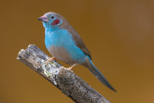 View of a red cheeked cordon bleu bird perched on a wooden branch against a soft brown background in Mulhouse Grand Est France.