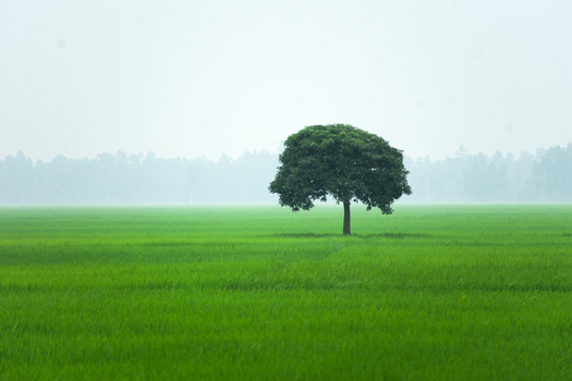 View of a lone tree standing in a vast green rice field under a misty sky in the rural landscape in Bogura Rajshahi Division Bangladesh. View of a lone tree standing in a vast green rice field under a misty sky in the rural landscape in Bogura Rajshahi Division Bangladesh.