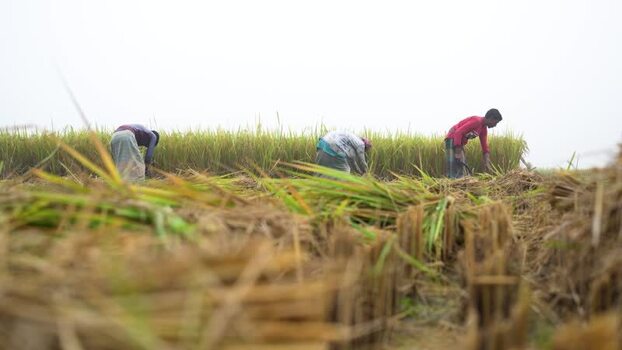View of farmers harvesting rice in a rural field Bangladesh. View of farmers harvesting rice in a rural field Bangladesh.