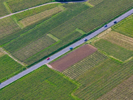 Aerial view of lush green vineyards with a straight road and several cars driving through the landscape Ribeauville Grand Est France. Aerial view of lush green vineyards with a straight road and several cars driving through the landscape Ribeauville Grand Est France.