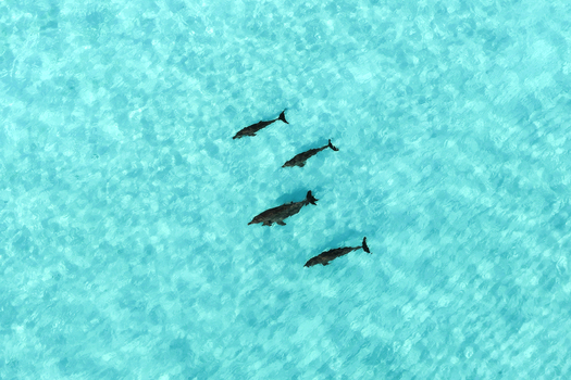 Aerial view of four dolphins swimming through crystal clear turquoise water in the tropical ocean Vashafaru Haa Alif Atoll Maldives. Aerial view of four dolphins swimming through crystal clear turquoise water in the tropical ocean Vashafaru Haa Alif Atoll Maldives.