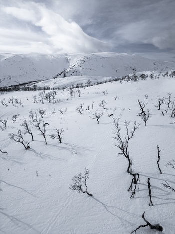 Aerial view of snow covered mountain slopes with sparse leafless trees under a cloudy winter sky in Kvaloya Troms Norway. Aerial view of snow covered mountain slopes with sparse leafless trees under a cloudy winter sky in Kvaloya Troms Norway.