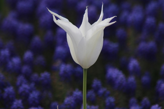 View of a white tulip in bloom with a blurred background of purple grape hyacinths in Alaaddin Hill Park Selcuklu Konya Turkiye. View of a white tulip in bloom with a blurred background of purple grape hyacinths in Alaaddin Hill Park Selcuklu Konya Turkiye.