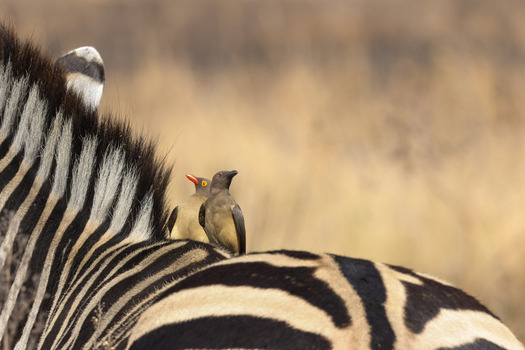 View of two red billed oxpeckers perched on the back of a zebra with its distinctive black and white stripes in the savanna of Waterberg District Municipality Limpopo South Africa. View of two red billed oxpeckers perched on the back of a zebra with its distinctive black and white stripes in the savanna of Waterberg District Municipality Limpopo South Africa.