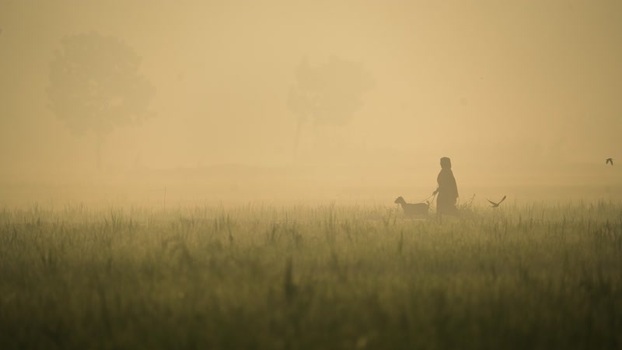 View of a person walking with a goat in a misty field Bangladesh. View of a person walking with a goat in a misty field Bangladesh.