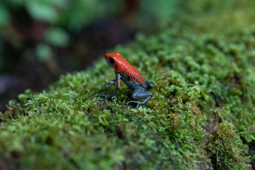 View of a vibrant strawberry poison dart frog perched on a moss covered log in the rainforest of Puerto Jimenez Puntarenas Province Costa Rica.