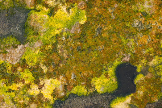 Aerial view of the vibrant mossy landscape and dark volcanic pools of Caldeira Branca in Faja Grande Azores Portugal. Aerial view of the vibrant mossy landscape and dark volcanic pools of Caldeira Branca in Faja Grande Azores Portugal.