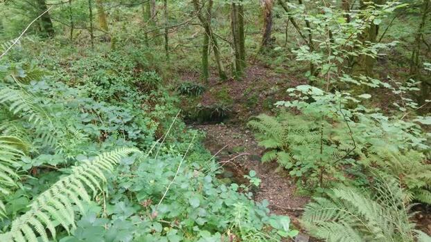 View of woodland with ferns and a rustic log shelter United Kingdom. View of woodland with ferns and a rustic log shelter United Kingdom.