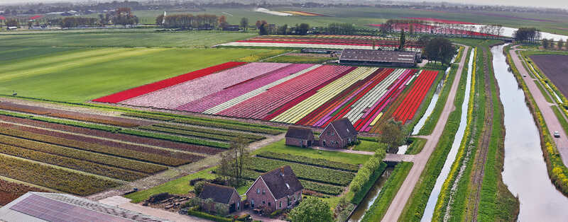 Aerial view of vibrant tulip fields in bloom at a bend of the Hoorn Medemblik steam train tracks near the A7 motorway in Abbekerk North Holland Netherlands. Aerial view of vibrant tulip fields in bloom at a bend of the Hoorn Medemblik steam train tracks near the A7 motorway in Abbekerk North Holland Netherlands.