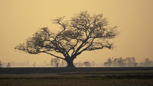 View of a large silhouetted tree in a misty field Bangladesh.