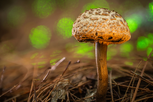 View of a textured brown mushroom rising from dry pine needles softly lit against a magical backdrop of vibrant green bokeh Kabupaten Soppeng South Sulawesi Indonesia. View of a textured brown mushroom rising from dry pine needles softly lit against a magical backdrop of vibrant green bokeh Kabupaten Soppeng South Sulawesi Indonesia.