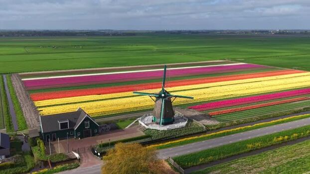 Aerial view of De Nachtegaal windmill and colorful tulip fields Netherlands.