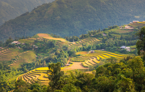 Aerial view of golden terraced rice fields carved into the lush green mountainside with small rural houses in Hoang Su Phi Ha Giang Vietnam.