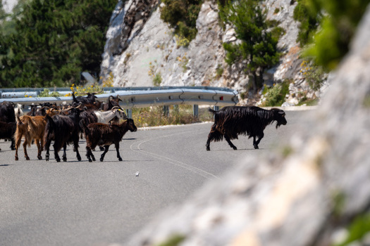View of a herd of goats crossing a winding mountain road near rocky cliffs and green shrubs at Panorama Llogora Himare Qarku i Vlores Albania.