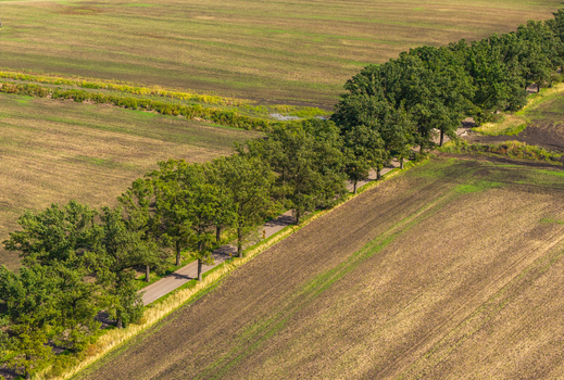 Aerial view of a rural road lined with lush green trees cutting through vast agricultural fields in Pomeranian Voivodeship Poland.