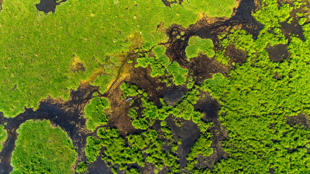Aerial view of Lake Rawa Pening featuring vibrant green water hyacinths and dark water channels with a small boat navigating the marshy landscape in Waduk Rawapening Central Java Indonesia. Aerial view of Lake Rawa Pening featuring vibrant green water hyacinths and dark water channels with a small boat navigating the marshy landscape in Waduk Rawapening Central Java Indonesia.