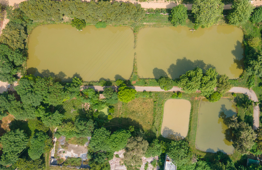Aerial view of a fishing farm with multiple ponds surrounded by lush trees and rural paths in Punjab Pakistan. Aerial view of a fishing farm with multiple ponds surrounded by lush trees and rural paths in Punjab Pakistan.