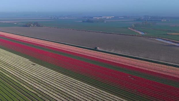 Aerial view of colorful tulip fields and a tractor in Ursem Netherlands. Aerial view of colorful tulip fields and a tractor in Ursem Netherlands.