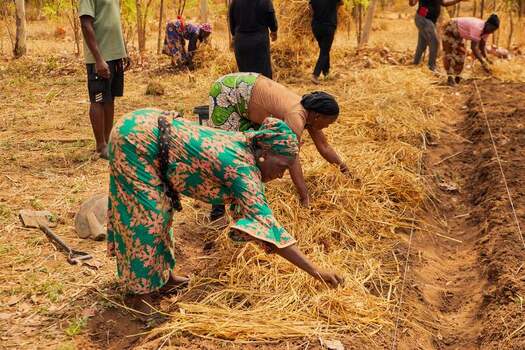 Kundu Federal Capital Territory Nigeria 19 September 2026 View of workers spreading straw mulch on the soil at SCL Agroindustrial Farm. Kundu Federal Capital Territory Nigeria 19 September 2026 View of workers spreading straw mulch on the soil at SCL Agroindustrial Farm.