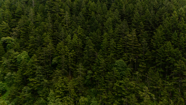 Aerial view of the dense evergreen forest and lush green canopy at the Lost Coast in Humboldt County California United States.