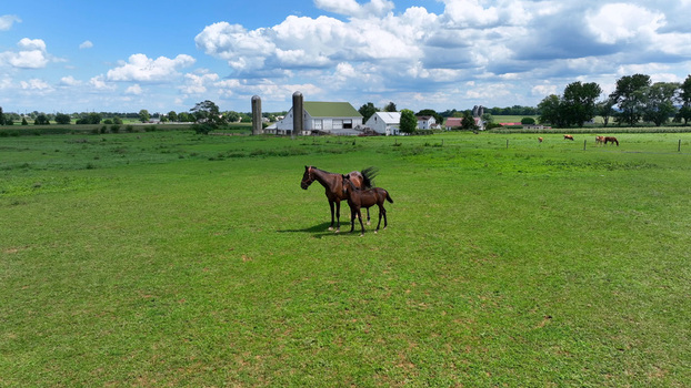 Aerial view of a mare and her foal grazing in a lush green pasture with traditional farm buildings and silos in the background under a bright blue sky in Ronks Pennsylvania United States.