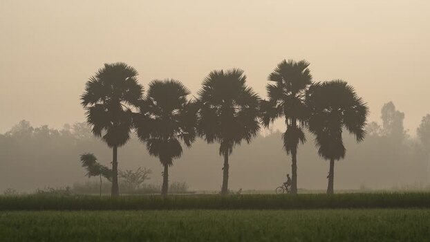 View of palm trees and a cyclist in the morning mist Bangladesh.