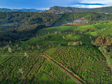 Aerial view of lush green tea plantations covering rolling hills with a dirt road winding through the landscape in Nuwara Eliya Central Province Sri Lanka. Aerial view of lush green tea plantations covering rolling hills with a dirt road winding through the landscape in Nuwara Eliya Central Province Sri Lanka.
